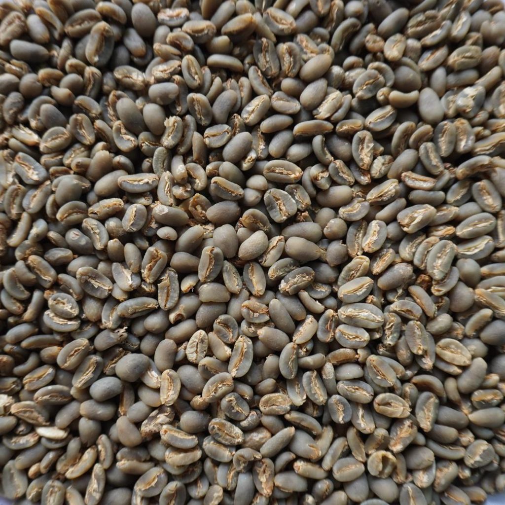 Greenbean Longberry 